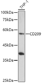 CD209 Rabbit pAb