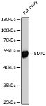 Western blot - BMP2 Rabbit pAb (A14708)