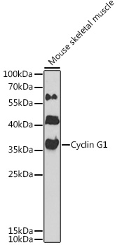 Cyclin G1 Rabbit pAb