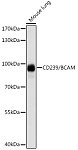 Western blot - CD239/BCAM Rabbit pAb (A14747)