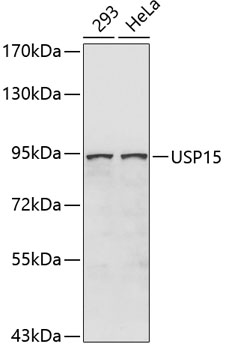USP15 Rabbit polyclonal antibody