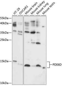 DOT1L antibody
