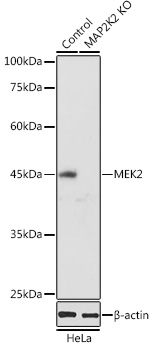 [KO Validated] MEK2 Rabbit polyclonal antibody