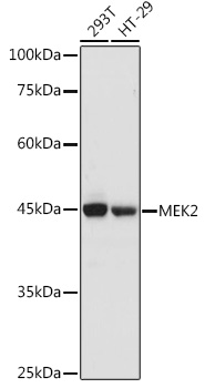 [KO Validated] MEK2 Rabbit polyclonal antibody