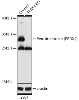 [KO Validated] Peroxiredoxin 4 (PRDX4) Rabbit polyclonal antibody