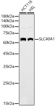 SLC40A1 Rabbit polyclonal antibody
