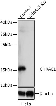 [KO Validated] CHRAC1 Rabbit polyclonal antibody