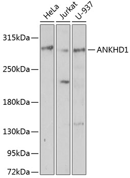 ANKHD1 Rabbit pAb