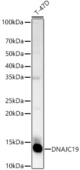 DNAJC19 Rabbit pAb