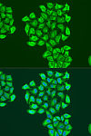 Immunofluorescence - BNIP3 Rabbit pAb (A15032)