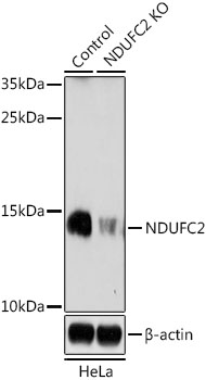 [KO Validated] NDUFC2 Rabbit polyclonal antibody