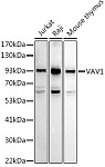 Western blot - VAV1 Rabbit pAb (A15108)
