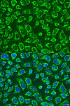 Immunofluorescence - MAP4K5 Rabbit pAb (A15139)