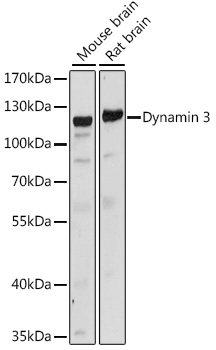 DNM3 antibody