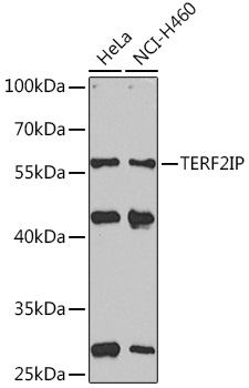 TERF2IP Rabbit pAb