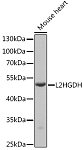 Western blot - L2HGDH Rabbit pAb (A15192)