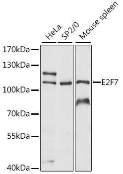 E2F7 antibody
