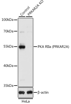 [KO Validated] PKA RIIA Alpha (PRKAR2A) Rabbit polyclonal antibody