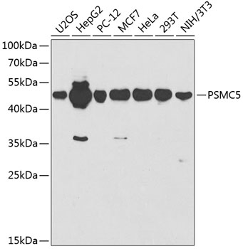 PSMC5 Rabbit pAb