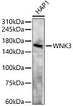 Western blot - WNK3 Rabbit pAb (A15507)