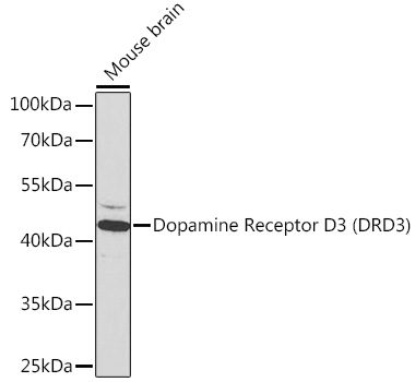 Dopamine Receptor D3 (DRD3) Rabbit pAb