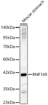 RNF149 antibody