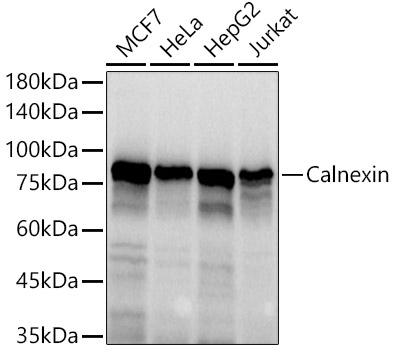 CANX antibody
