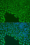 Immunofluorescence - CDC42 Rabbit pAb (A15657)