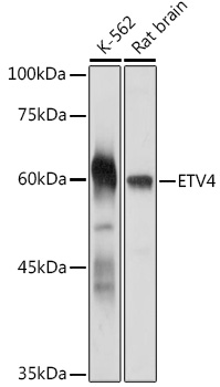 ETV4 antibody