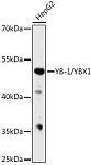 Western blot - YB-1/YBX1 Rabbit pAb (A15696)