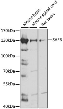 SAFB Rabbit pAb