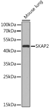 SKAP2 Rabbit pAb