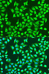 Immunofluorescence - SIRT4 Rabbit pAb (A15800)