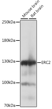 ERC2 antibody