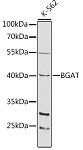 Western blot - BGAT Rabbit pAb (A1586)