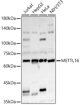 METTL16 Rabbit polyclonal antibody
