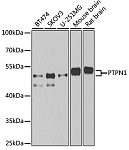 Western blot - PTPN1 Rabbit pAb (A1590)