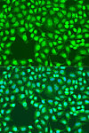 Immunofluorescence - Defb26 Rabbit pAb (A15903)