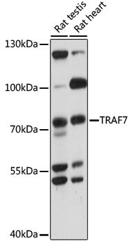 TRAF7 antibody