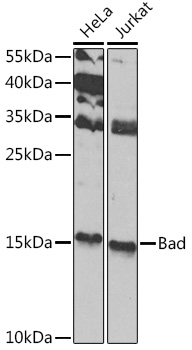 BAD antibody