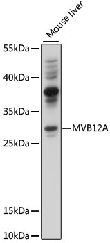 MVB12A antibody
