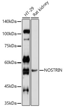NOSTRIN Rabbit polyclonal antibody