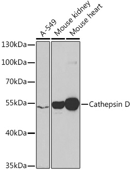 Cathepsin D Rabbit pAb