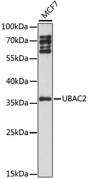 UBAC2 Rabbit polyclonal antibody