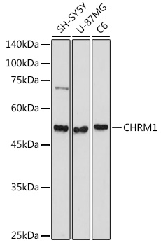 CHRM1 Rabbit polyclonal antibody