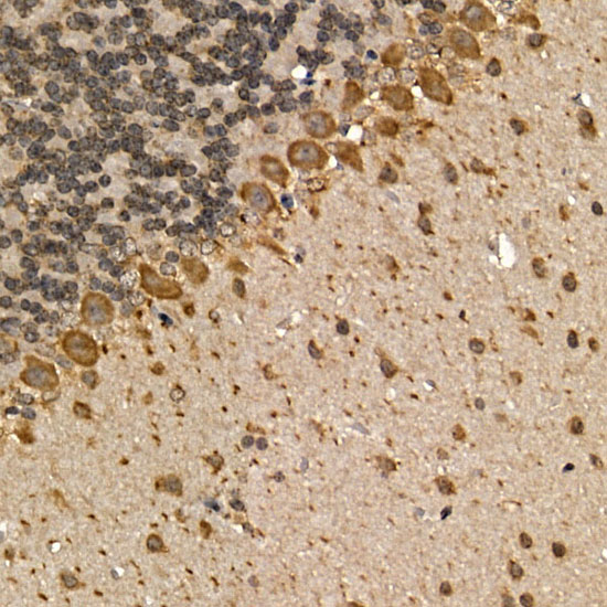 CHRM1 Rabbit polyclonal antibody
