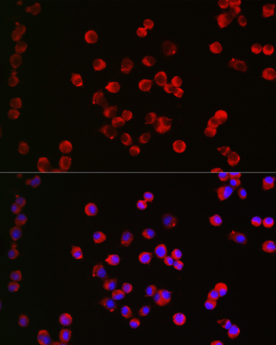 CHRM1 Rabbit polyclonal antibody