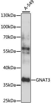 GNAT3 Rabbit polyclonal antibody