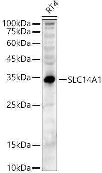 SLC14A1 Rabbit polyclonal antibody