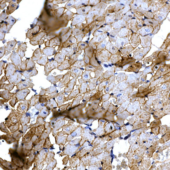SLC14A1 Rabbit polyclonal antibody